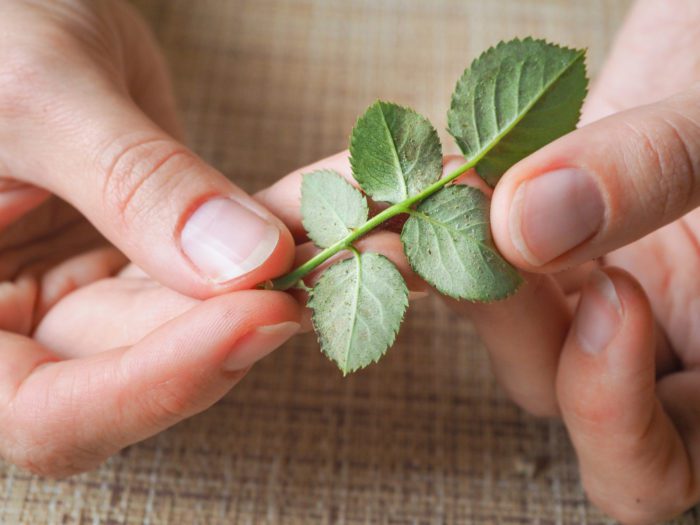 Spider Mites on Houseplants: How to Get Rid of Them?