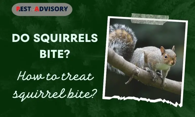 do squirrels bite humans how to treat squirrel bites