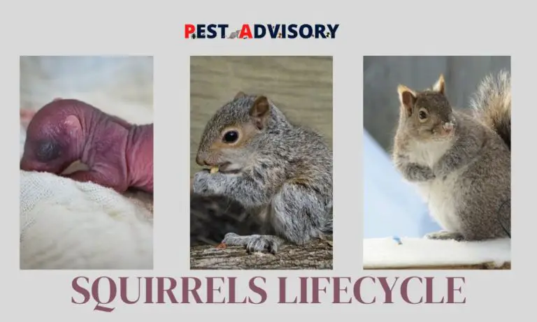 squirrels lifecycle
