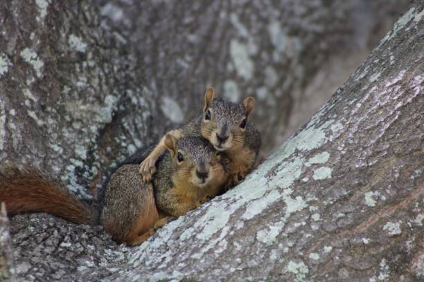 Squirrel Pair 