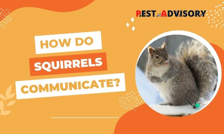 how do squirrels communicate