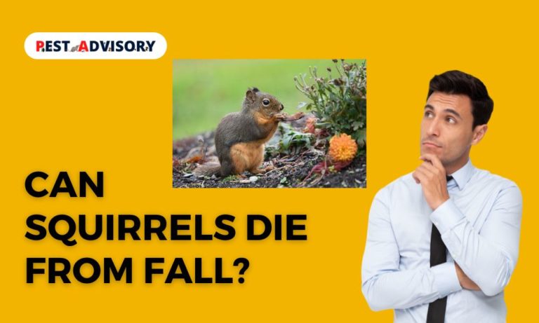 can squirrel die from fall