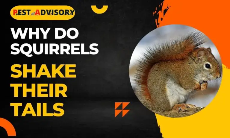 why squirrels shake their tails