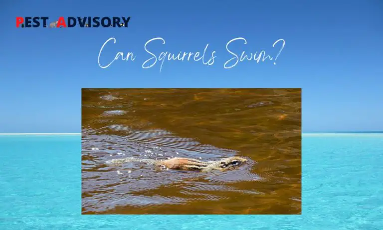 can squirrel swims is its true