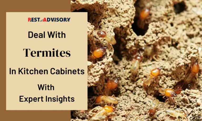 termites in kitchen cabinet with expert insights