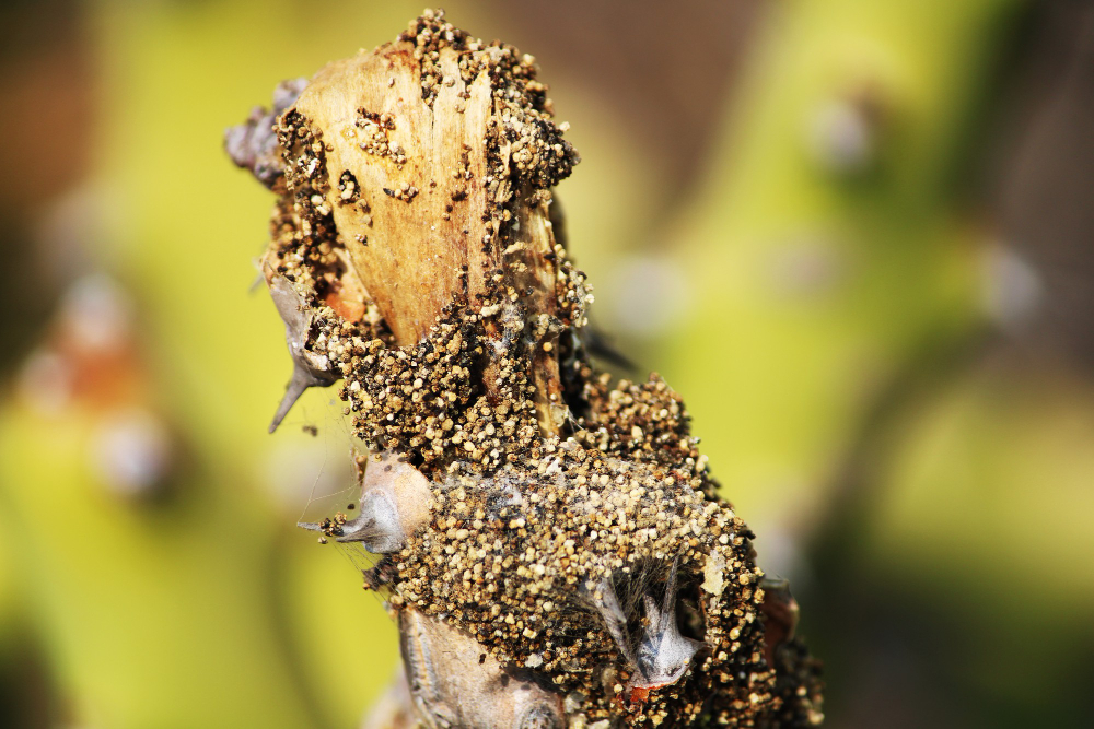Termites in Trees How to Deal with Them