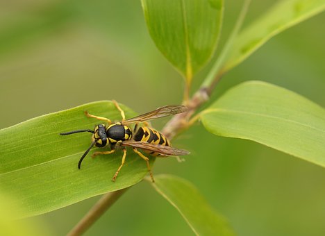 do spiders eat wasps