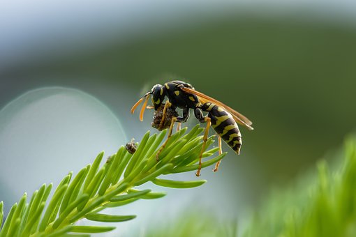 do wasps have predators