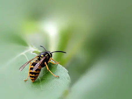 why wasps ae important to our ecosystem