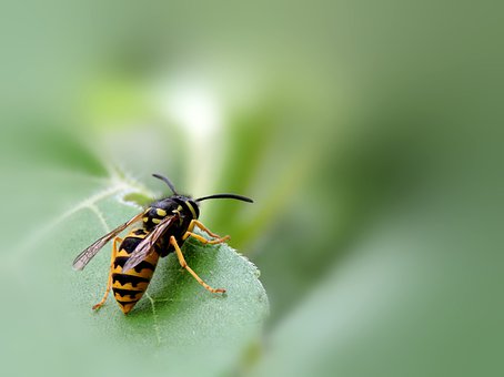 do mud daubers kill wasps