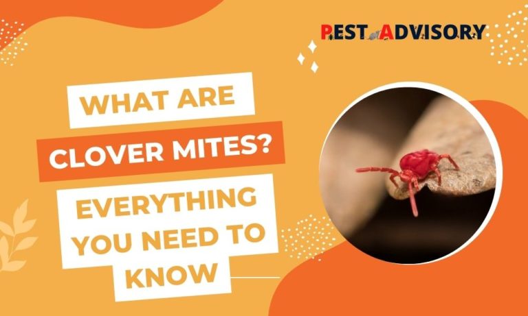 what are clover mites