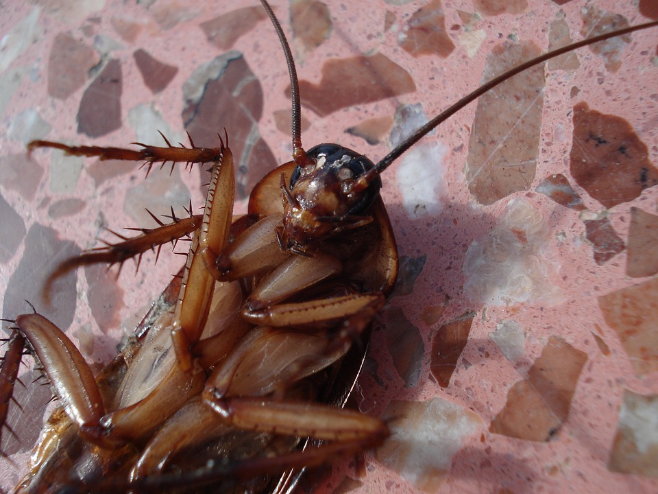 Why Do Roaches Die On Their Back? Details Here
