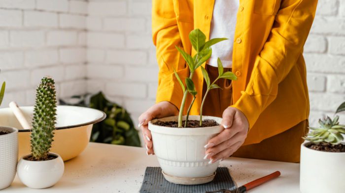 Can Plants Repel Gnats