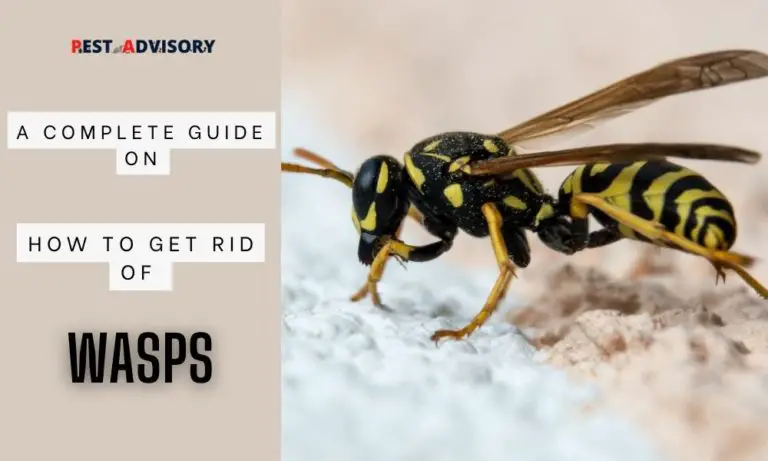 how to get rid of wasps