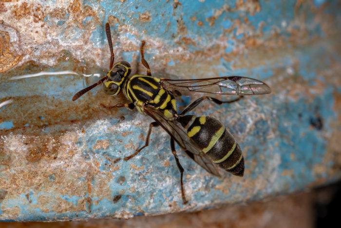 How to Get Wasps Out of Car