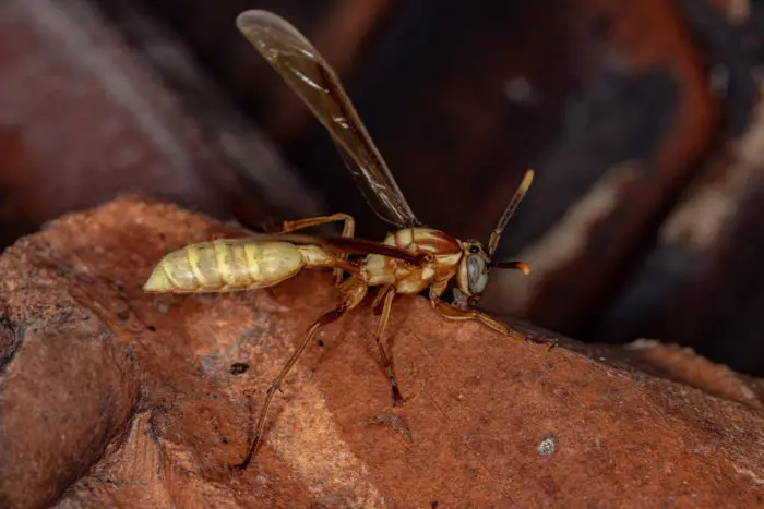 Will wasps leave if the queen dies