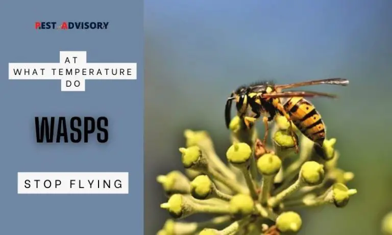 at what temperature do wasps stops flying