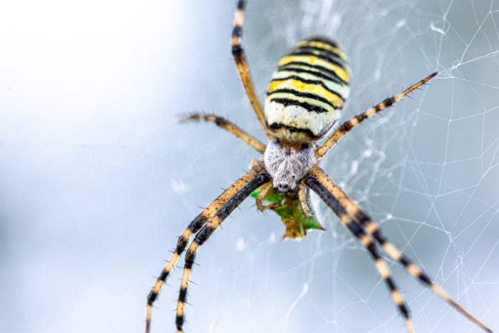 can diatomaceous earth kill all types of spiders