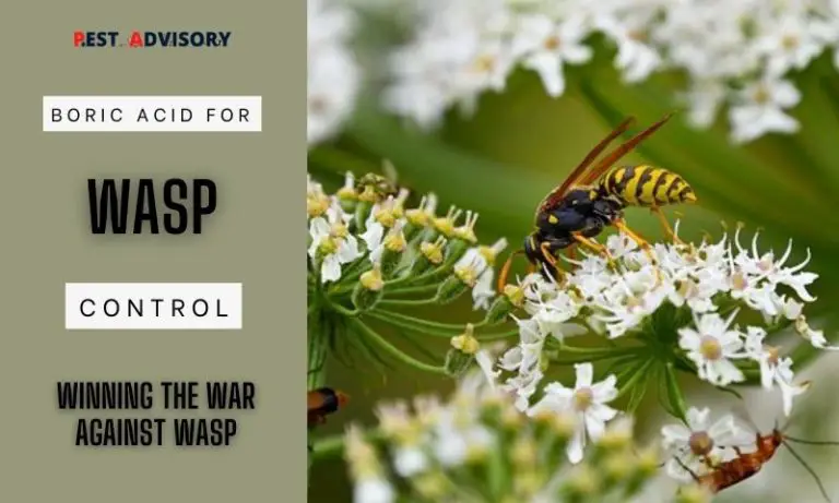 boric acid for wasp control