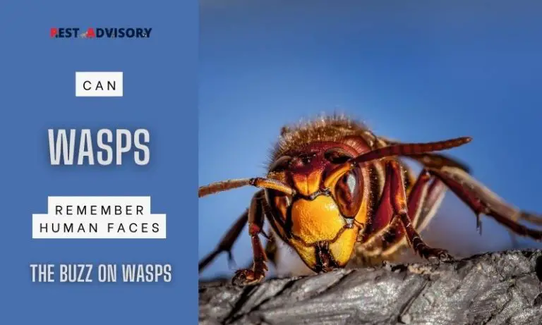 can wasps remember human faces