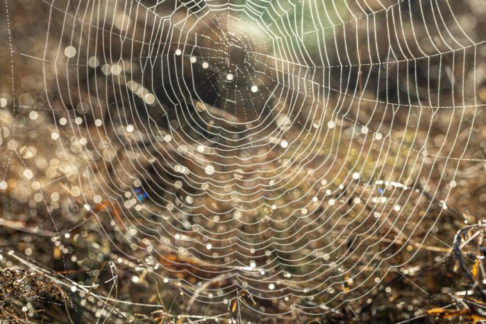 How to Stop Spiders from Building Webs Outside