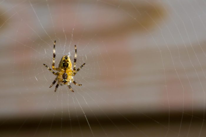 Spider Exterminator Cost