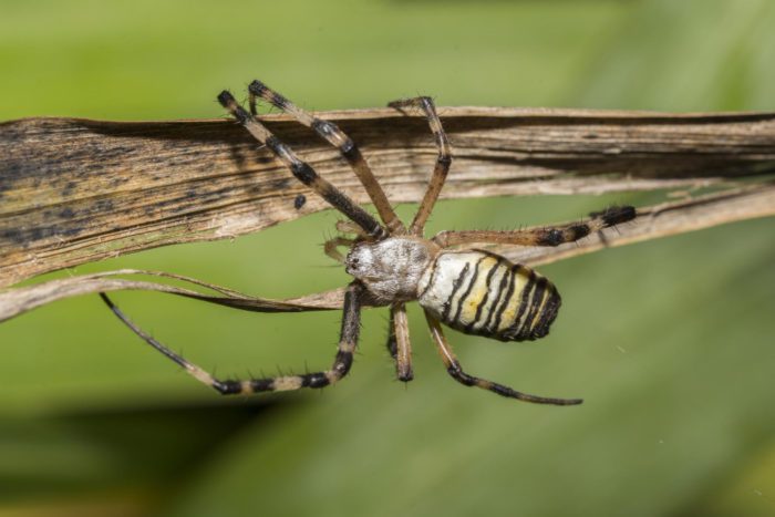 how long will a spider stay in your car