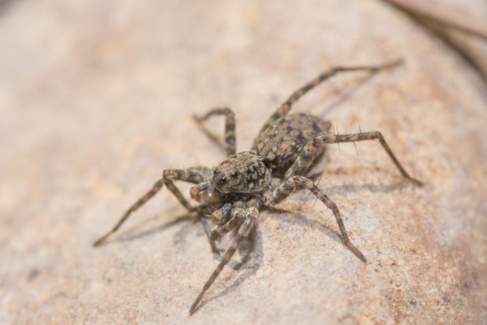 peppermint oil as spider repellent