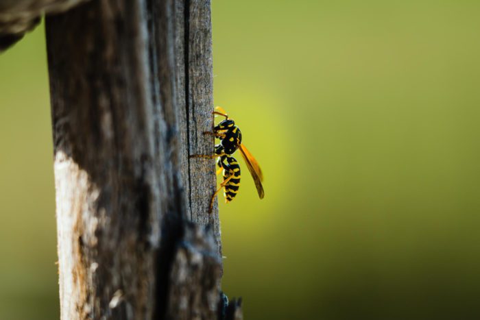 will wasps sting at night