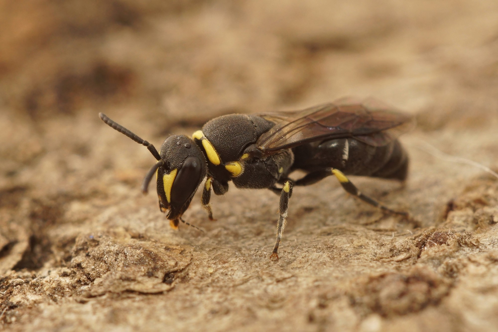 Differences Between Wasps and Yellowjackets