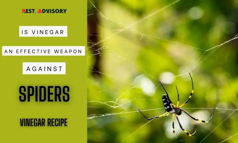 does vinegar effectively kill spiders