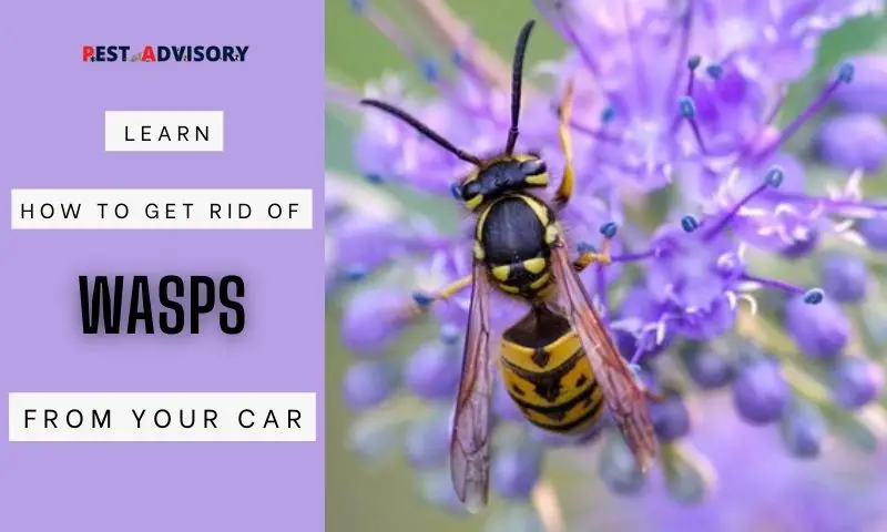 how to get rid of wasps from your car