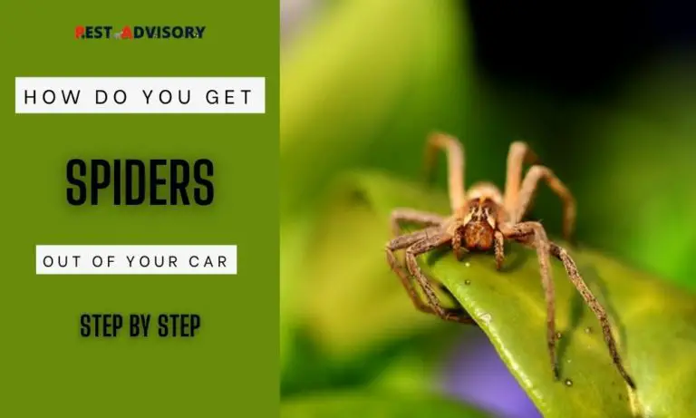 get spiders out of your car