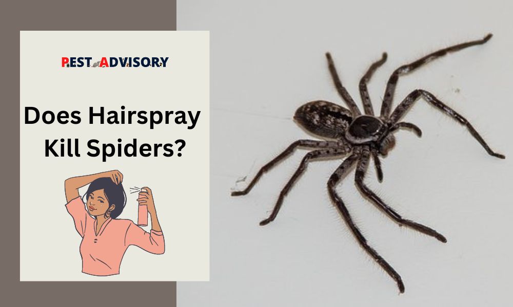 does hairspray kill spiders