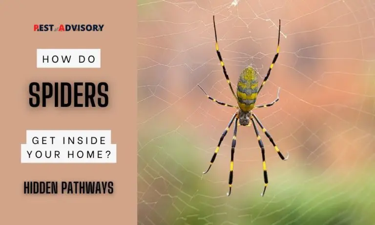 how do spiders get inside home