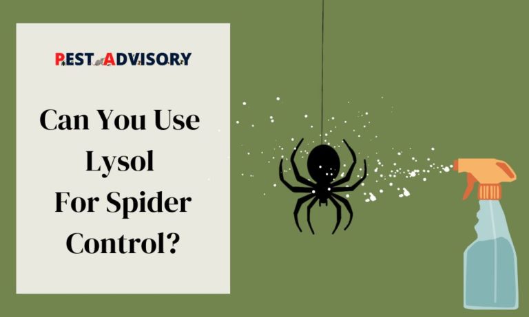 can you use lysol for spider control