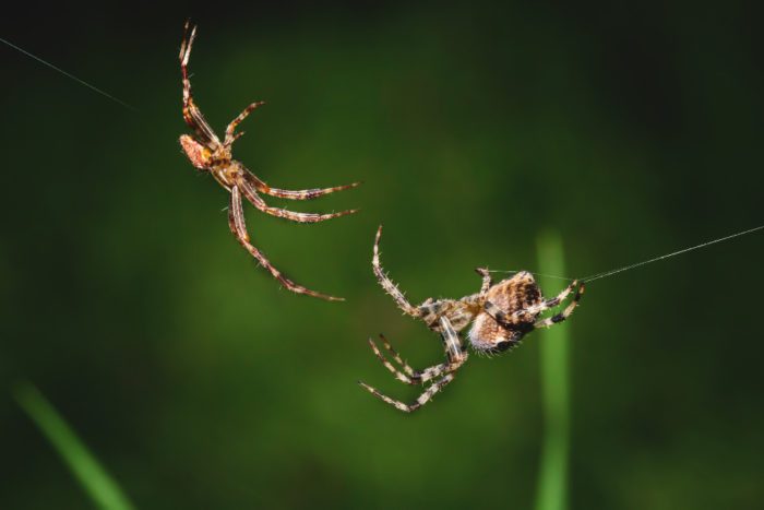 Black Widow Spider Mating