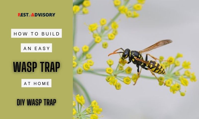 how to build an easy wasp trap at home