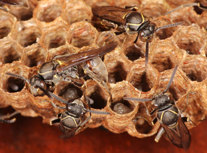 Wasp Nest