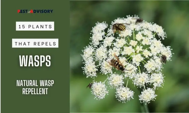 15 plants that repel wasps
