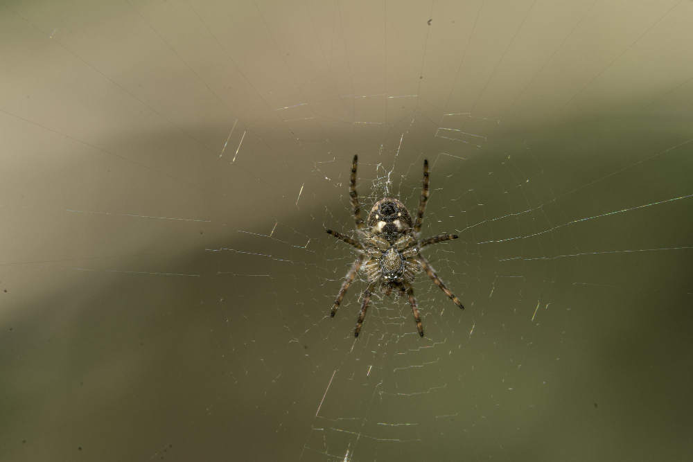 Does Vinegar Kill Spiders? Best Vinegar to Use to Eliminate Spiders