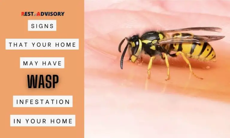 signs that you have wasp infestation in your home