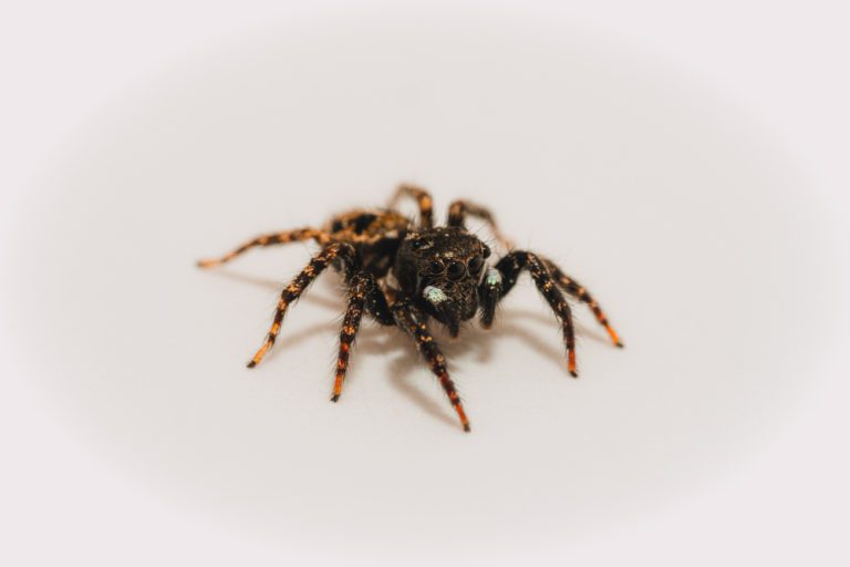 Does Vinegar Kill Spiders Best Vinegar To Use To Eliminate Spiders