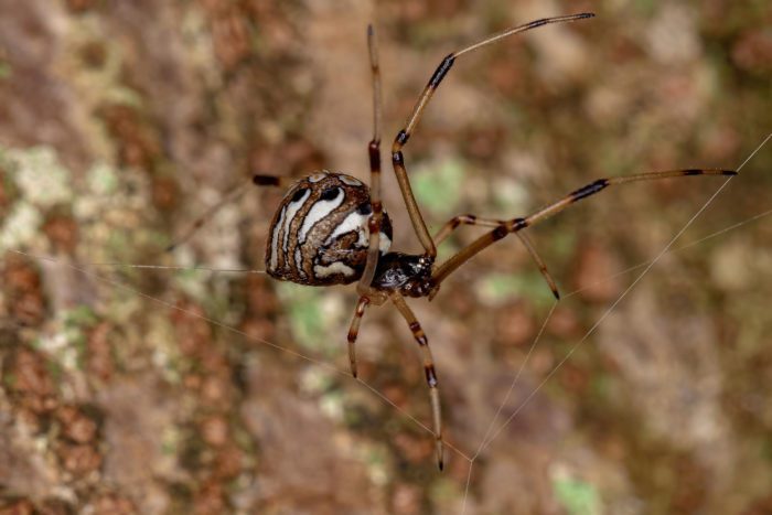 Appearance and Behavior of the Black Widow Spider