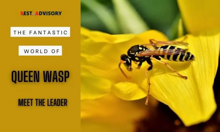 queen wasp vs normal wasp