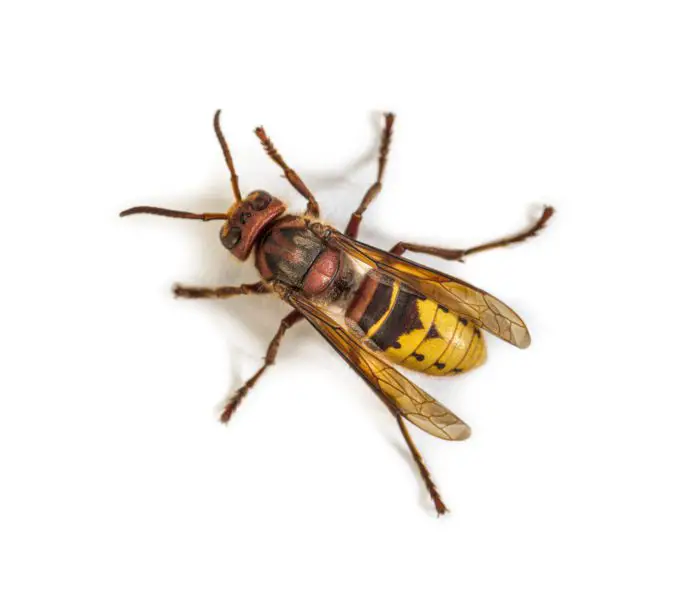 Can wasps and bees get in through air conditioners