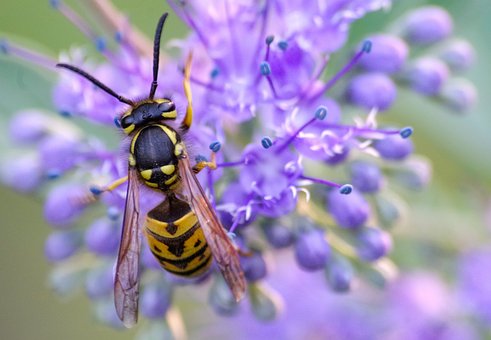 do wasps have queen