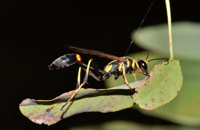 how to distinguish between mud dauber and wasps