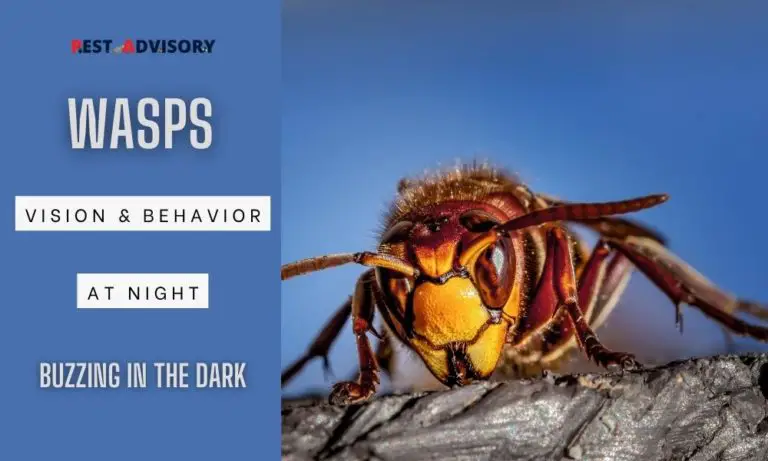 wasps vision and behavior at night