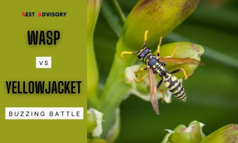 wasps vs yellowjackets
